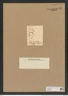 Chaetoceros confervoides Ralfs. (de-Toni-Nr.: Genus 149, Species 4165) Zeichnungen Sammlung Grunow Nr. 7717 (NHMW-BOT-W0376925)